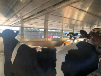 Az osztrákok, szlovének és horvátok után a lengyelek is újra nyitották piacukat