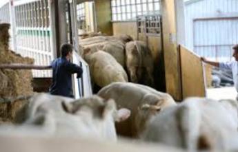 Szlovénia és Horvátország újra megnyitotta határait a hazánkból érkező élőállat import előtt