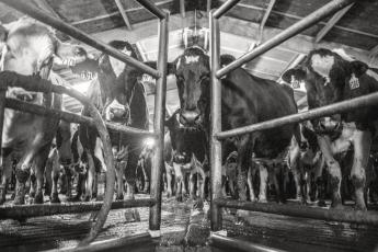 Május 5-ig tilos külső szolgáltatókat foglalkoztatni az rszkf fogékony állatokat tartó telepeken