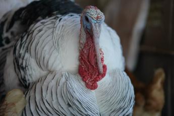 Madárinfluenza vírus jelenlétét igazolta a Nébih Békés vármegyében