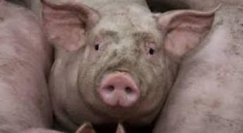 A Kormány döntött: a korlátozás alá eső területekről felvásárolják a vágósertéseket