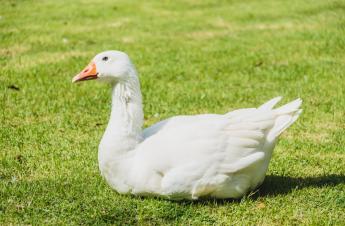 Madárinfluenza vírus jelenlétét igazolta a Nébih Csongrád-Csanád és Jász-Nagykun-Szolnok vármegyei tömőlúd telepeken