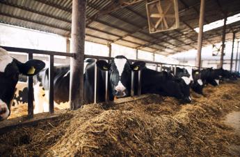 A fertőzött telepek állományait felszámolták, de a fegyelemnek továbbra is előtérben kell lenni