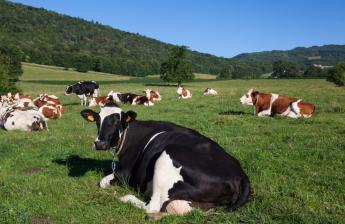 Új RSZKF intézkedések - tranzit tilalom, szigorúbb fertőtlenítés, kiállítás, vásár és bemutató rendezésének tiltása Győr-Moson-Sopron vármegyében
