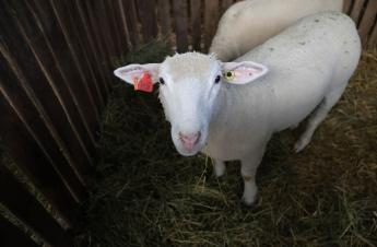 Az első észlelés óta nem terjedt tovább a kiskérődzők pestise