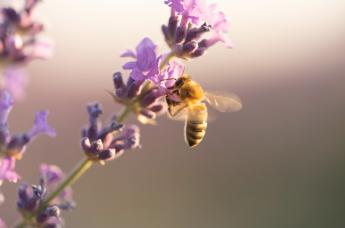 Hamarosan elérkezik a kérelembeadás időszaka az „Állatjóléti támogatás a méhészeti ágazatban” támogatás kapcsán