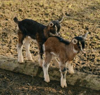 Az országos főállatorvos intézkedéseket vezetett be a kiskérődző pestis hazai megjelenése okán