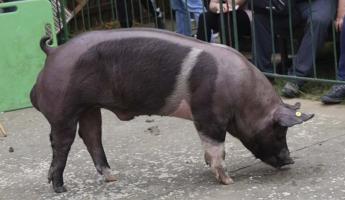 A beruházások éve lehet 2025 a sertéstartóknál