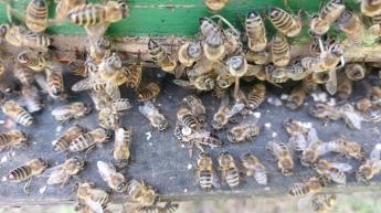 Kincstári közlemény jelent meg a méhállomány egészségügyi kondíciójának megőrzéséhez 2025. évben igénybe vehető csekély összegű támogatás igénybevételének feltételeiről