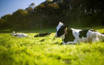 Állatjólét, etikai felelősség és pénzügyi fenntarthatóság az állattenyésztésben