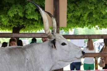 Adategyeztetés szükséges a tenyésztőszervezetekkel az „Állati genetikai erőforrások in situ megőrzésének támogatása” című pályázattal kapcsolatban