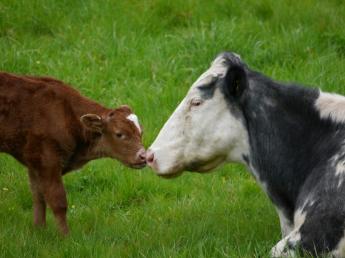 Anyatehéntartás kiegészítő csekély összegű támogatás igénylésének lehetősége