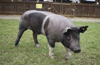 A sertéstartás 2024-ben összességében jövedelmező volt