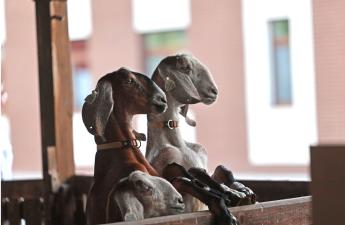 Copa-Cogeca ülést tartottak a kiskérődző ágazat nemzetközi helyzetéről