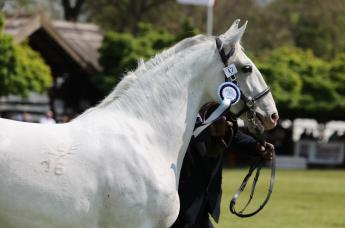 Megjelent a Kincstár közleménye a törzskönyvezési feladatok támogatására vonatkozó kifizetési kérelem benyújtásáról