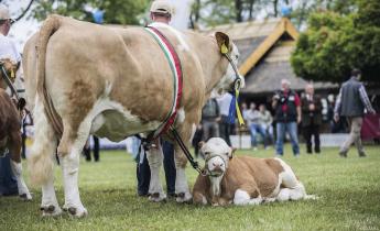 A Magyar Állattenyésztők Szövetsége 30 éve meghatározó szereplője a hazai állattenyésztésnek