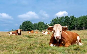 Az állattenyésztésnek kiemelt szerepe van az ökoszisztémában