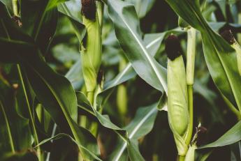 Kukoricapiaci kilátások