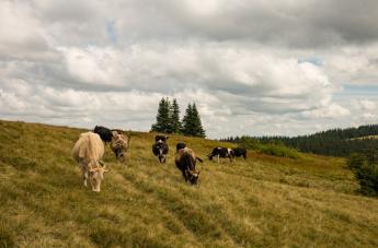 Lehetőségek tárháza - Hogyan csökkenthető az állatállományok kibocsátása?