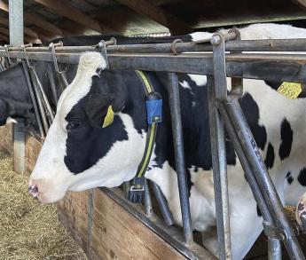 A digitális forradalom átalakítja az állategészségügyet