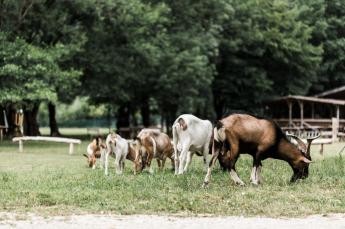 Fenntarthatóvá és versenyképessé kell válnia az európai állattenyésztésnek