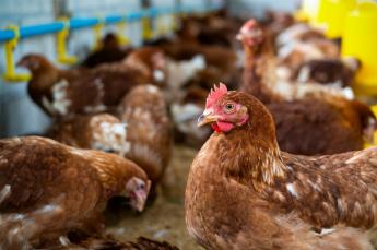 Az Európai Uniós baromfiágazat célja az állatjólét szintjének növelése, de nem mindenáron