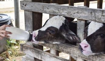 Lassan, de biztosan halad az RSZKF-érintett telepek újraindítása