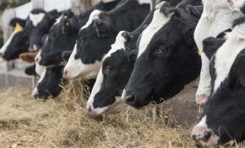 Ismét a nemzetközi figyelem középpontjában a magyar tenyésztési kultúra