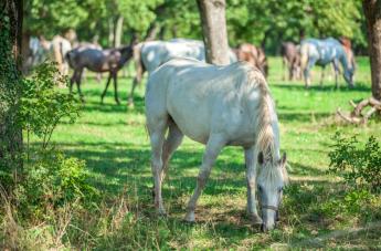 LOVAKRA LESELKEDŐ VESZÉLY A LEGELŐN