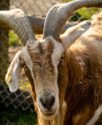 Kincstári közlemény jelent meg a tenyészkos és -bak tenyésztésbe állításának mezőgazdasági csekély összegű támogatásáról