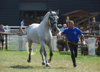 Szaporodásbiológiai tanfolyamot tartottak a lipicai tenyésztőknek