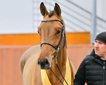 Sportlovak ménvizsgája a Nemzeti Lovardában