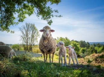 Videóinterjú Pablo Bernardos Hernandes-el: az állattenyésztési ágazatot a versenyképesség megőrzése mellett kell fenntarthatóbbá tenni a jövőben