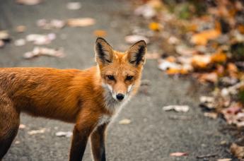 Soron kívüli veszettség elleni vakcinázás miatt legeltetési tilalom lép érvénybe