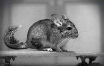 Lendületet kapott a csincsillatenyésztés