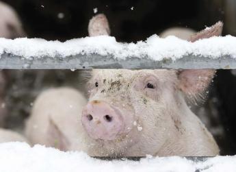 2026 első fele a túlélésről fog szólni a tejtermelőknek és sertéstartóknak