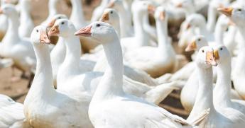 Két megyében ismét felütötte fejét a madárinfluenza