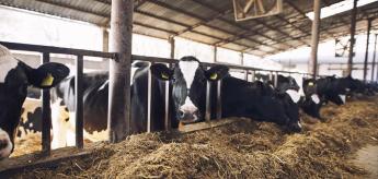 A kettészakadt ország 2026