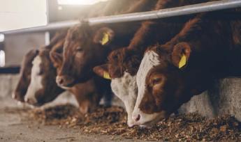 KIEGYENSÚLYOZOTTABB PIACBAN BÍZNAK A TEJTERMELŐK ÉS HÚSMARHATARTÓK