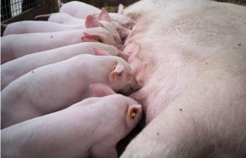 New Jersey hatalmas lépést tett az állatjólét irányába