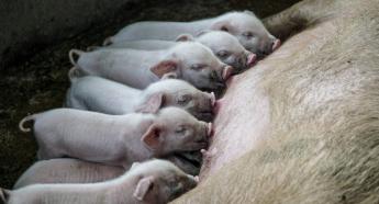 Egy lépéssel közelebb kerülhet a fenntarthatósághoz a sertéságazat