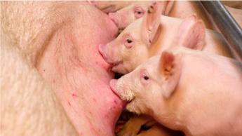 TENYÉSZKOCA ÁLLATJÓLÉTI TÁMOGATÁSI KÉRELEM BENYÚJTÁSA: 2021. MÁRCIUS 16-31. között