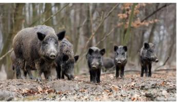 ASP! Újabb korlátozásról döntött a NÉBIH