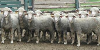 Tenyészkos és tenyészbak csekély összegű támogatásáról szóló válságtámogatás