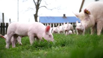 Tizennégy ország kér uniós beavatkozást a sertésszektor összeomlásának elkerülése érdekében