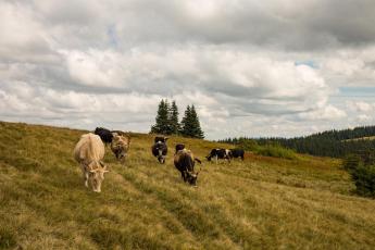 Vége a vektormentes időszaknak: a törpeszúnyogok kéknyelv-betegséget terjeszthetnek