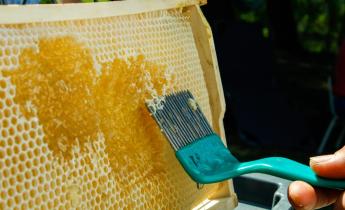 Méhészeti kincstári közlemények jelentek meg