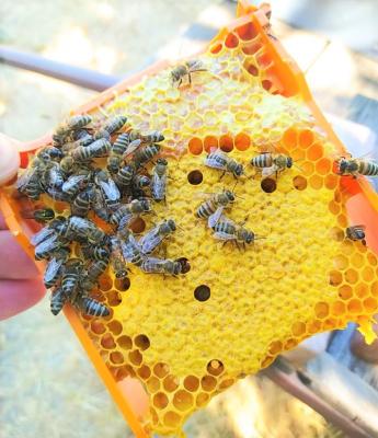 Lesz elég méz, de ki veszi meg, és mennyiért?