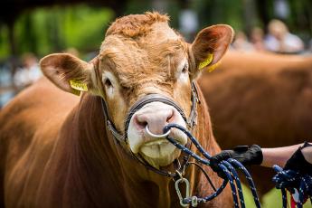 Megjelent a húshasznú tenyészbika beállítás támogatási rendelet