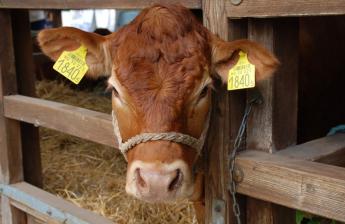 A Bizottság is támogatja a hosszú távú élőállat szállításokra vonatkozó magyar intézkedéseket